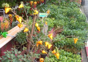 Pohon buah puting di Royal Family Village, Chiang Rai, Thailand
