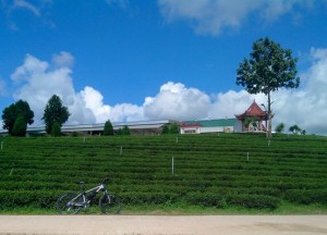 Si Jalu di Perkebunan Teh Choui Fong, Thailand. (Foto: Yussak Anugrah)